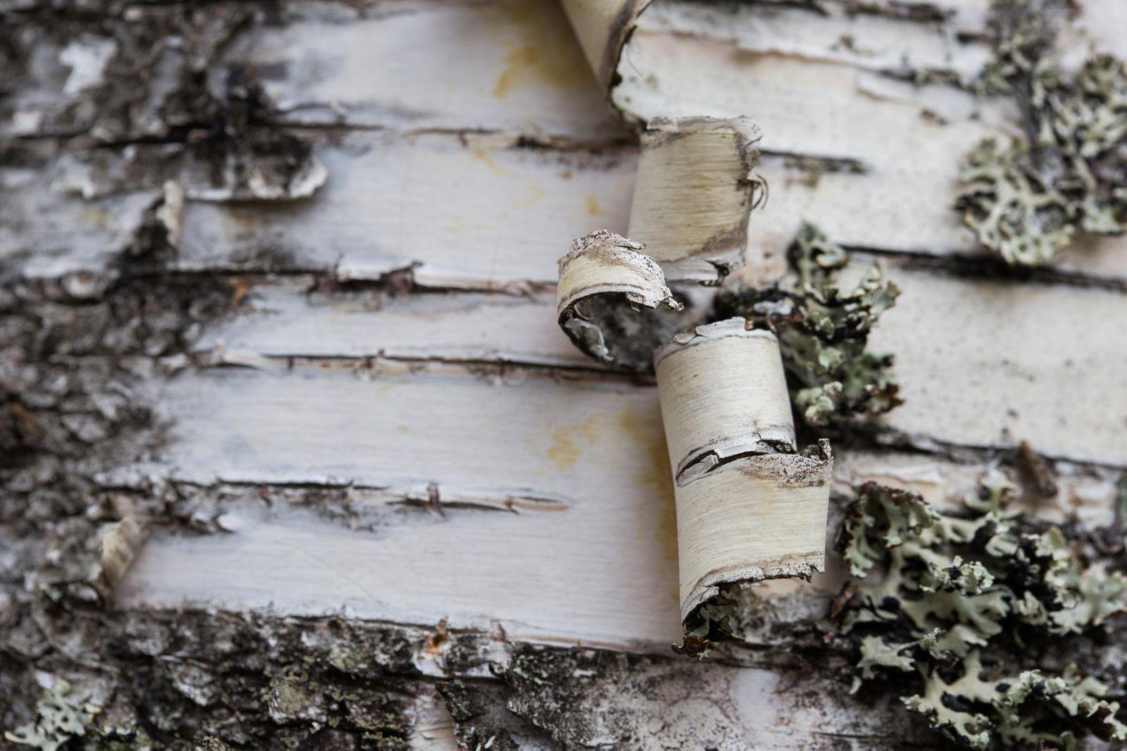 image of Birch